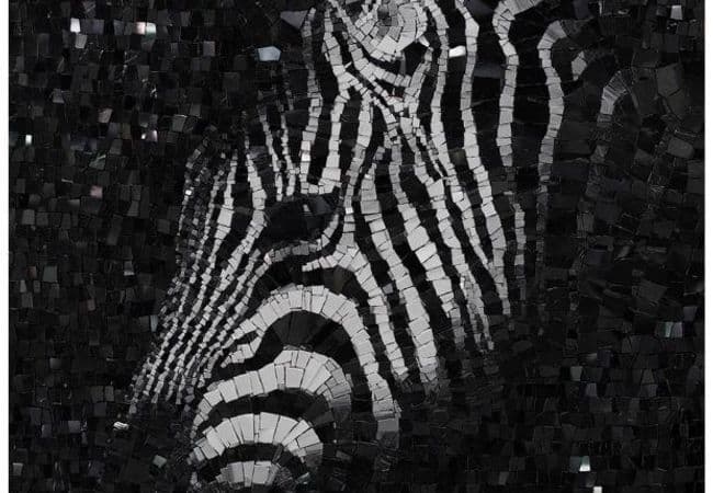 Ciot Tile Selvaggio Zebra 1 48''x48'', Ciot Tiles