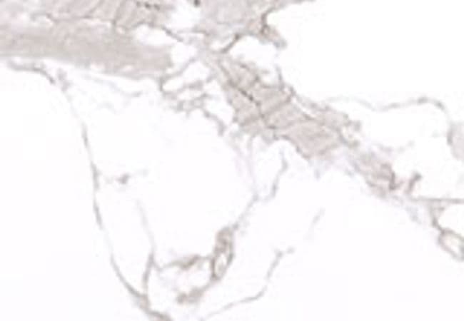 MSI Stile Gauged Porcelain Slabs Statuario Silver — MSI Surfaces