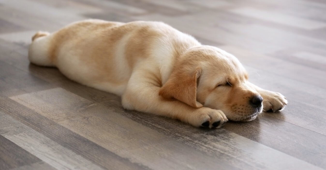 Which Flooring Is Suitable For Pets
